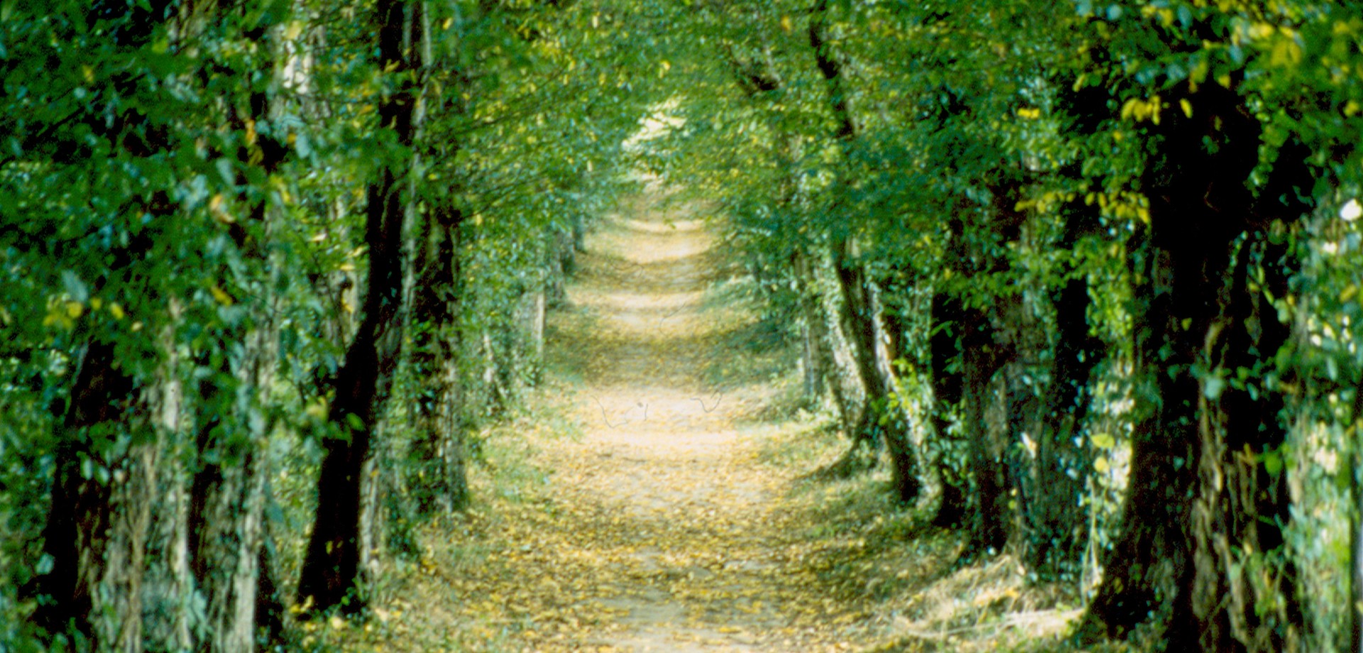 Laubengang am Bökerhof, © Droste-Forschungsstelle Laubengang am Bökerhof, © Droste-Forschungsstelle
