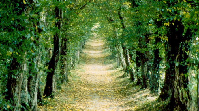 Laubengang am Bökerhof, © Droste-Forschungsstelle Laubengang am Bökerhof, © Droste-Forschungsstelle