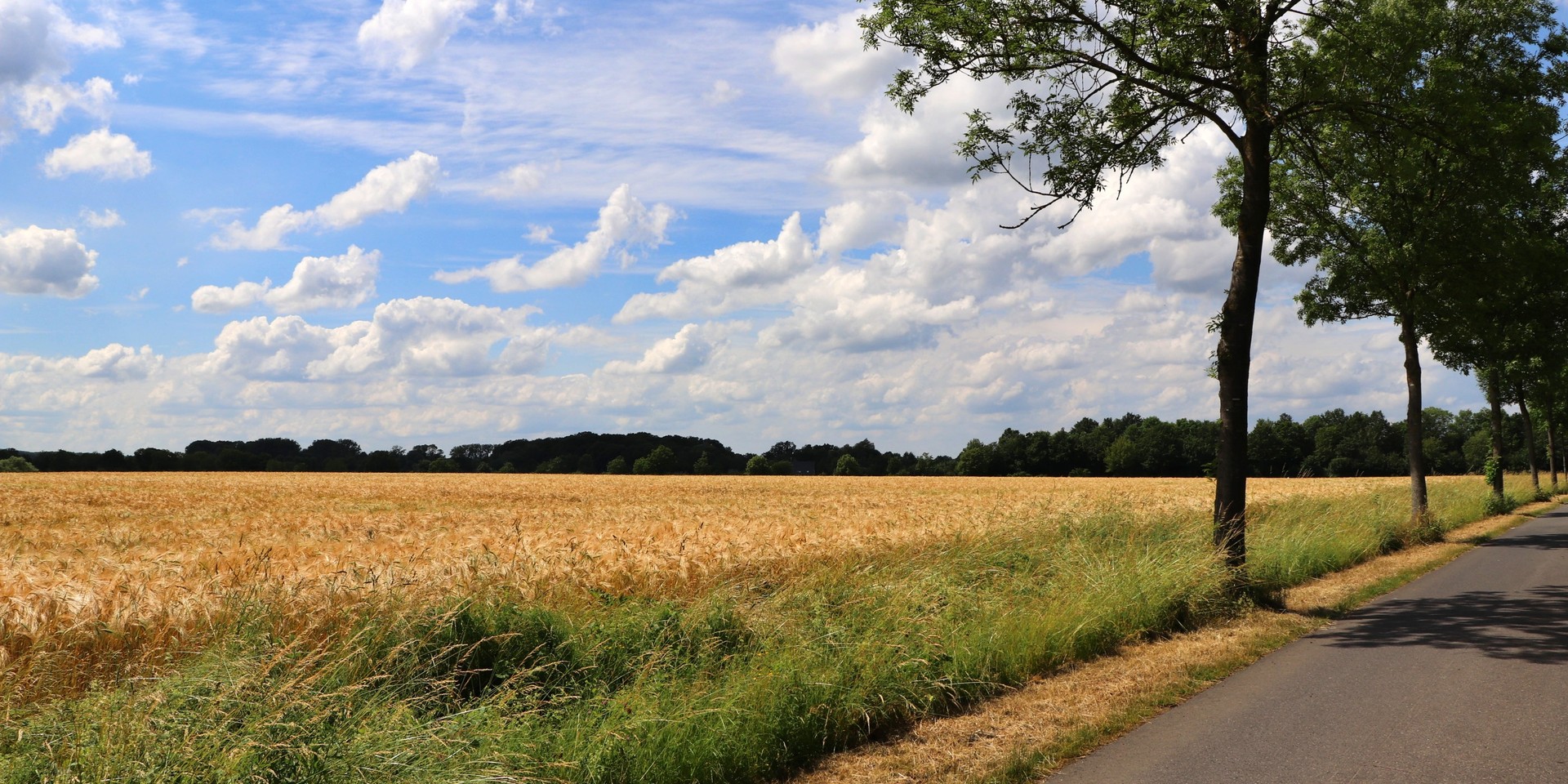 Fotografie eines Kornfeldes